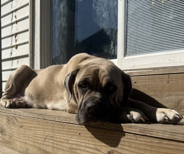 Medium Photo #1 Cane Corso Puppy For Sale in STUART, IA, USA