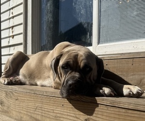 Mother of the Cane Corso puppies born on 09/23/2026