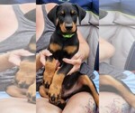 Puppy Green paw print Doberman Pinscher