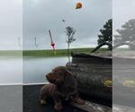 Small Photo #3 Dachshund Puppy For Sale in LOOGOOTEE, IN, USA