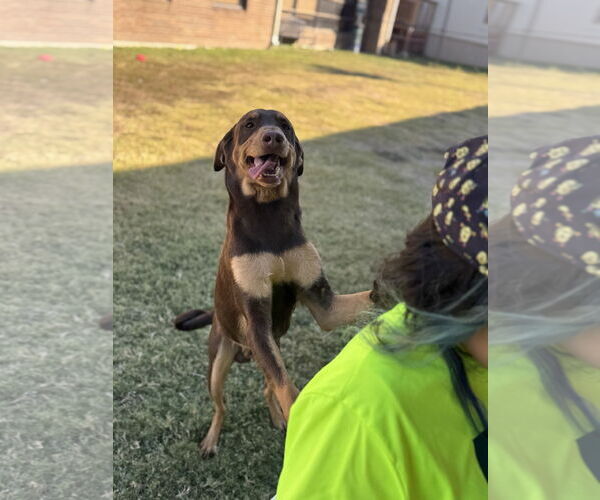 Medium Photo #2 Labrador Retriever-Unknown Mix Puppy For Sale in Rowlett, TX, USA