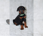 Puppy 3 Doberman Pinscher