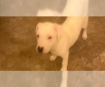 Small Mutt