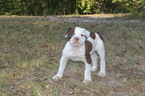 Puppy 4 Olde English Bulldogge