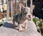Puppy Violet French Bulldog