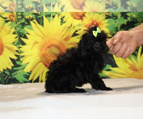 Medium Photo #31 Poodle (Toy) Puppy For Sale in DYERSBURG, TN, USA
