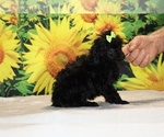 Melina - Female Poodle (Toy) Puppy for Sale - Photo #31
