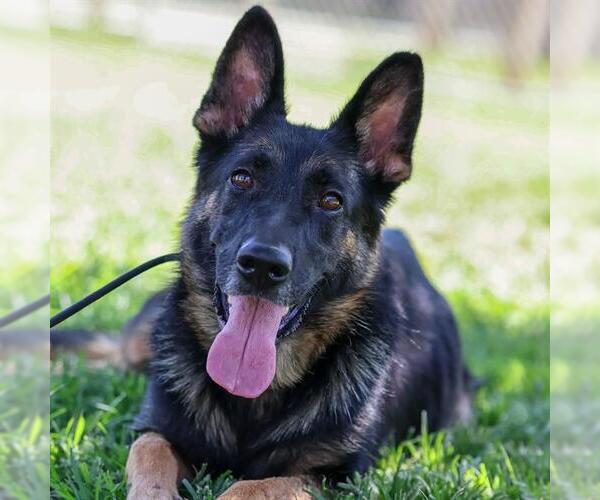 Medium Photo #1 German Shepherd Dog Puppy For Sale in Modesto, CA, USA