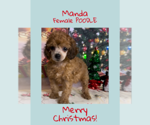 Poodle (Toy) Puppy for sale in AZLE, TX, USA