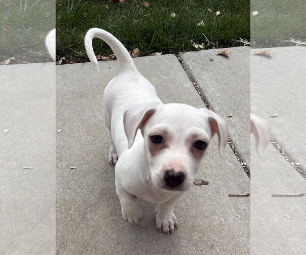 Medium Photo #7 Chiweenie Puppy For Sale in Sandy, UT, USA