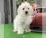 Small #3 Bichon Frise