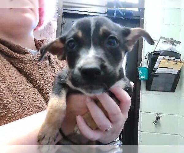 Medium Photo #1 German Shepherd Dog-Unknown Mix Puppy For Sale in Tulsa, OK, USA