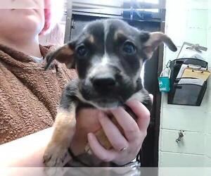 German Shepherd Dog-Unknown Mix Dogs for adoption in Tulsa, OK, USA