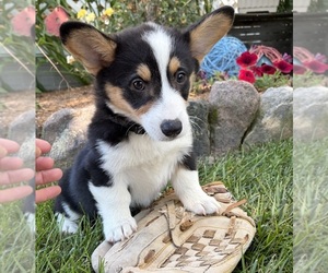 Pembroke Welsh Corgi Puppy for sale in MIDDLEBURY, IN, USA