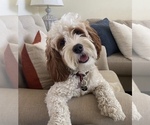 Small Photo #1 Cavalier King Charles Spaniel-Poodle (Standard) Mix Puppy For Sale in TORRANCE, CA, USA