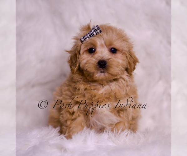 Medium Photo #15 Maltipoo (Miniature) Puppy For Sale in WARSAW, IN, USA