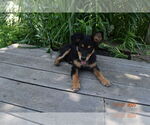 Small #1 Basenji Mix