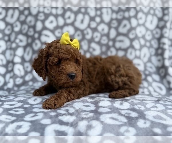 Medium Photo #6 Cock-A-Poo Puppy For Sale in LAKELAND, FL, USA