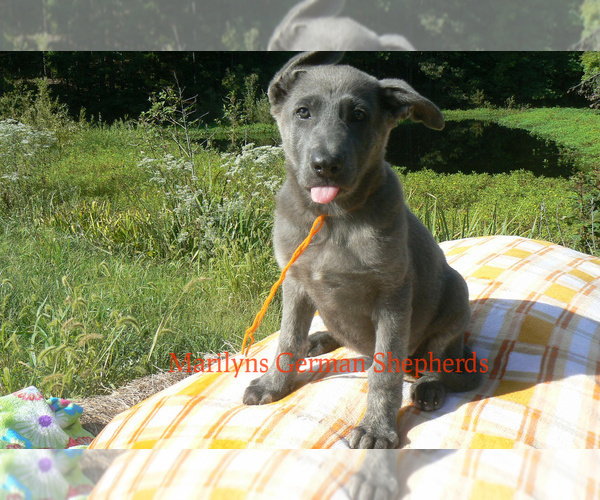 Medium Photo #2 German Shepherd Dog Puppy For Sale in PIEDMONT, MO, USA