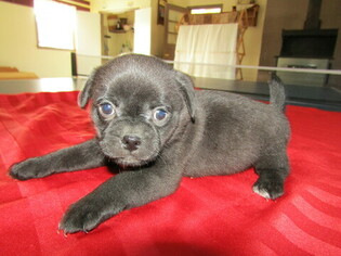Pug Puppy for sale in HUDSON, MI, USA