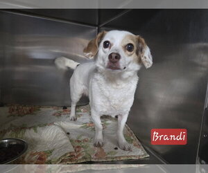 Chiweenie Dogs for adoption in Albemarle, NC, USA