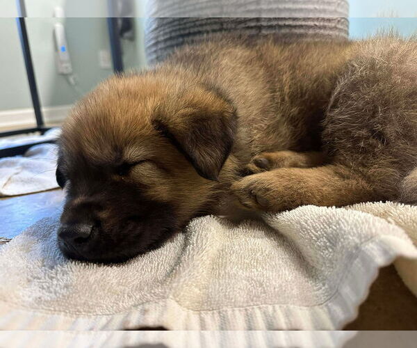 Medium Photo #2 Unknown-Welsh Corgi Mix Puppy For Sale in Kannapolis, NC, USA