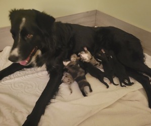 Mother of the Border-Aussie puppies born on 11/20/2023