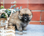 Small Photo #7 Pomeranian Puppy For Sale in DECATUR, IN, USA