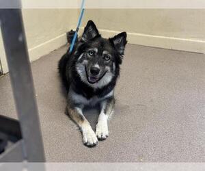 Siberian Husky Dogs for adoption in Pasadena, CA, USA