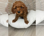 Small Cavapoo (Miniature)