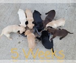 Small Photo #20 Labrador Retriever Puppy For Sale in KATHLEEN, GA, USA