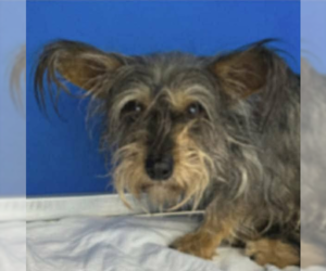 Mutt Dogs for adoption in Cranston, RI, USA