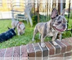 Small French Bulldog