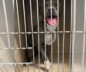 Mutt Dogs for adoption in Oklahoma City, OK, USA