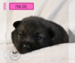 Puppy Baby Girl Norwegian Elkhound