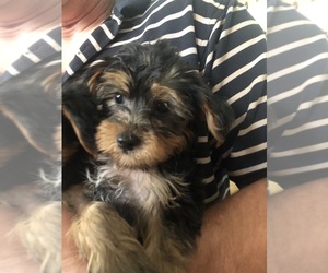 Yorkshire Terrier Puppy for sale in MURRAYVILLE, GA, USA