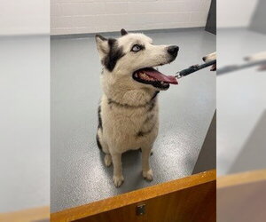 Siberian Husky Dogs for adoption in St. Cloud, FL, USA