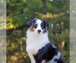 Small Photo #17 Miniature American Shepherd Puppy For Sale in BELLA VISTA, AR, USA