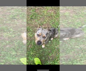 American Bully Puppy for sale in LAWRENCEVILLE, GA, USA