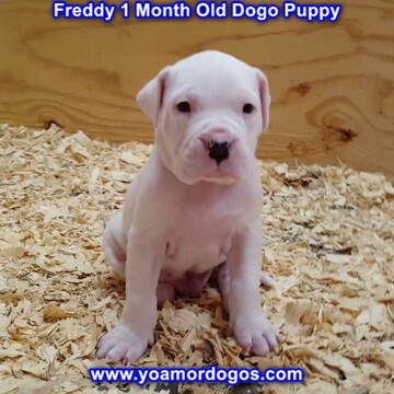 Medium Photo #100 Dogo Argentino Puppy For Sale in JANE, MO, USA