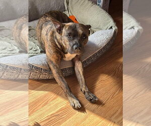 Mutt Dogs for adoption in Oakhurst, NJ, USA