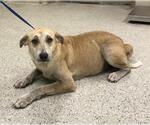 Small Labrador Retriever Mix