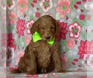 Goldendoodle Puppy for sale in LANCASTER, PA, USA