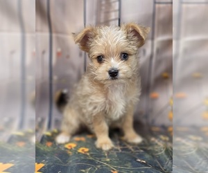 Chorkie-Yorkshire Terrier Mix Puppy for sale in HOMERVILLE, GA, USA