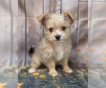 Small Chorkie-Yorkshire Terrier Mix