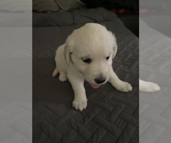 Medium Photo #18 English Cream Golden Retriever Puppy For Sale in ARCHBALD, PA, USA