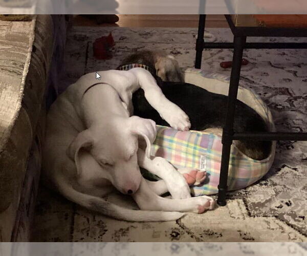 Medium Photo #11 Labrador Retriever-Unknown Mix Puppy For Sale in St. Ann, MO, USA