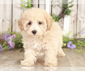 Cavalier King Charles Spaniel-Poochon Mix Puppy for sale in MOUNT VERNON, OH, USA