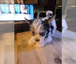 Small Photo #7 Biewer Yorkie Puppy For Sale in WOODSTOCK, GA, USA