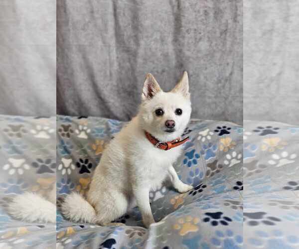 Medium Photo #6 Pomsky Puppy For Sale in McKinney, TX, USA